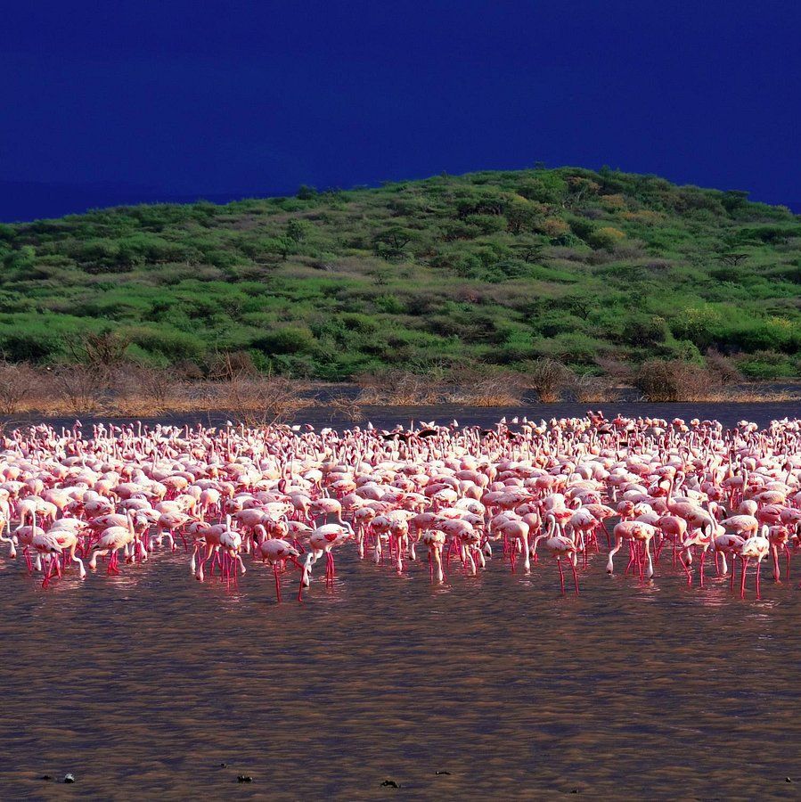 TravelCaliber's tweet photo. If you are looking for an unparalleled travel experience, then the Great Rift Valley is the destination for you. The variety of lakes offer an incredible scenery, abundant wildlife and a rich cultural history. #riftvalley #ilovetravel #Instatravel #SeeTheWorld #TravelTheWorld https://t.co/mUoYFj9kwJ
