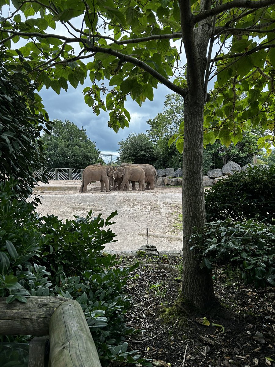 What’s your favourite thing about doing your research? For me, it’s seeing these lovely guys every day 🐘🐘
#research #phdlife #phd