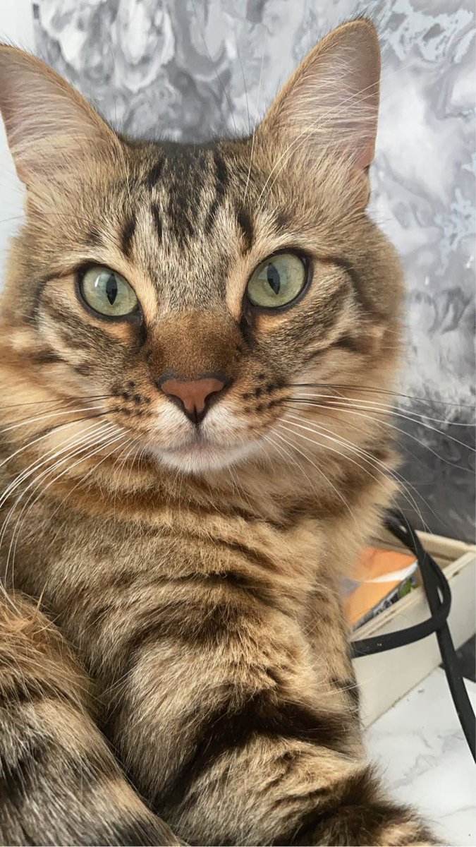 the one and only tweet media