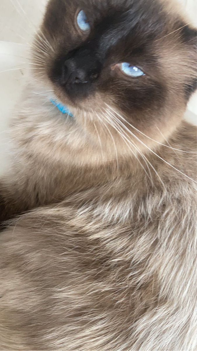 the one and only tweet media