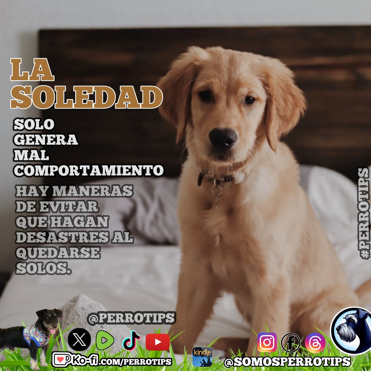 zonadecriptos's tweet photo. 🐕Ningún perro se siente bien estando tantas horas encerrado y solo, no esperes a que se porte perfecto. Considéralo.
Déjale cosas qué hacer, juegos, premios escondidos, etc #Perrotips
🐾 Visita nuestro blog https://t.co/3lafuAyR6i https://t.co/z2ehteOIDx