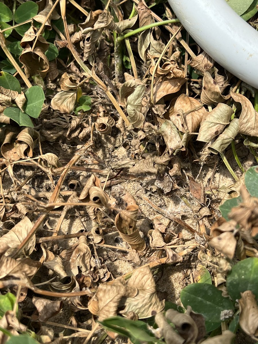 The Scherer lab was very busy last week. A field day at GCREC in Fairhope, the Central Crops field tour in central Alabama, TSWV ratings in peanuts at PBU, leaf spot/white mold ratings in peanuts at Headland, and looked for areolate mildew in prattville <a href="/AuburnAg/">Auburn Agriculture</a>