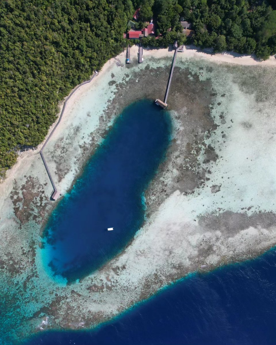 Finding Nemo in Indonesia! 😍🏝(West Papua) Diving Raja Ampat is high on scuba divers bucket list. #robertoochoahe