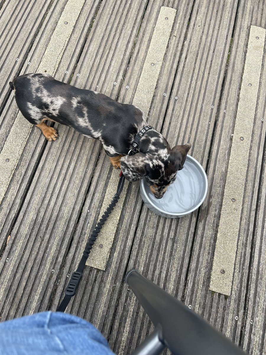 sarah_go_green's tweet image. Taken Frankie for a walk while the kids go shopping and stopped for an ice cream, 🐶🏴󠁧󠁢󠁷󠁬󠁳󠁿 #cowbridge