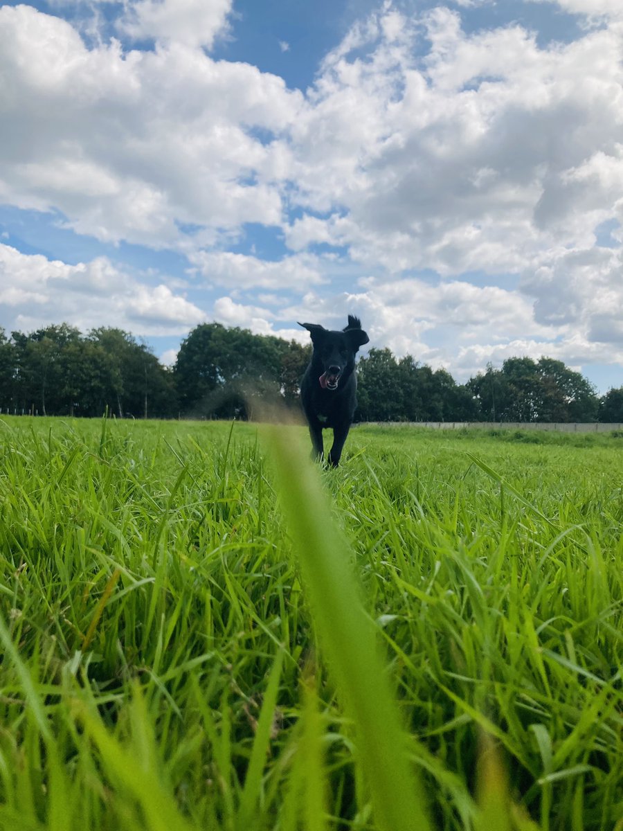 Freja having some much-needed 1-2-1 mum time at #christmashidogparks #forcefreedogtraining