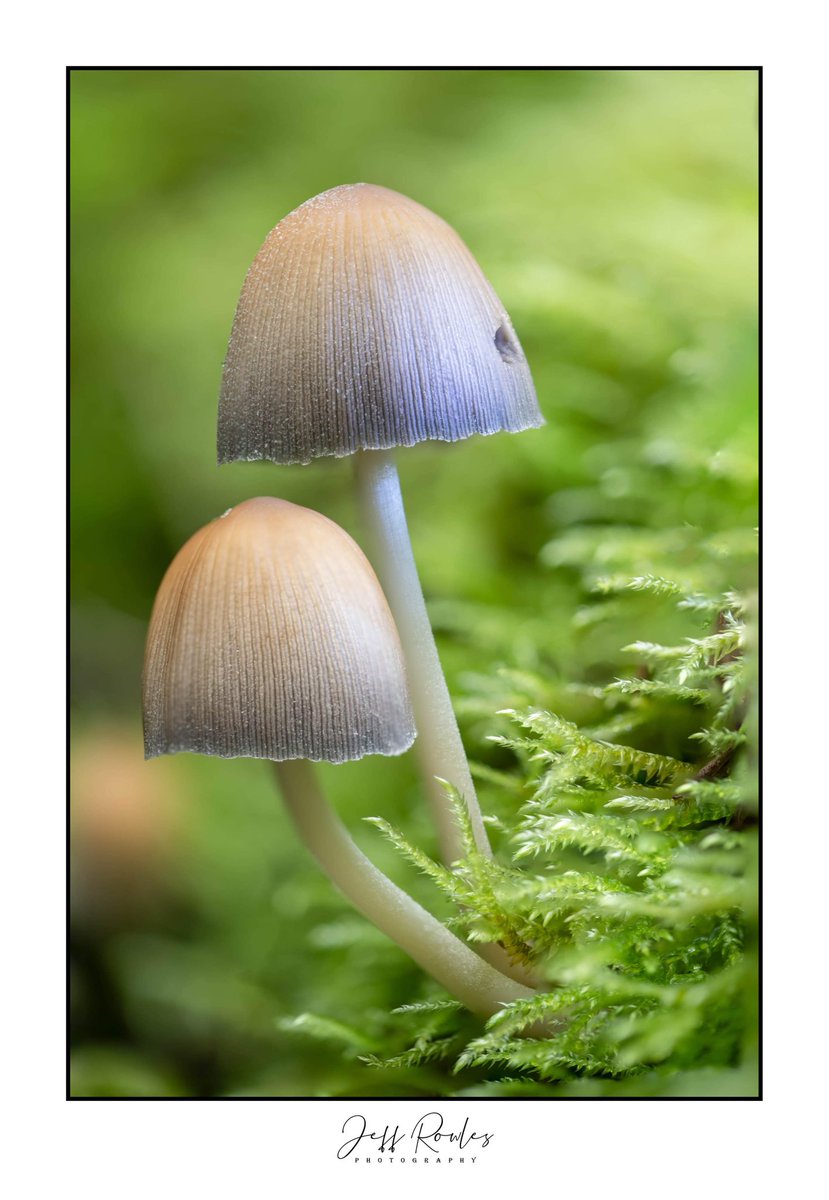 jeffrowles1's tweet photo. A bit of focus stacking with the sigma macro 105mm #fsprintmonday #WexMondays #SIGMA #fungi #photograghy #digitalphotography #MacroMonday #macrophotography https://t.co/HtY4mAg7Pz