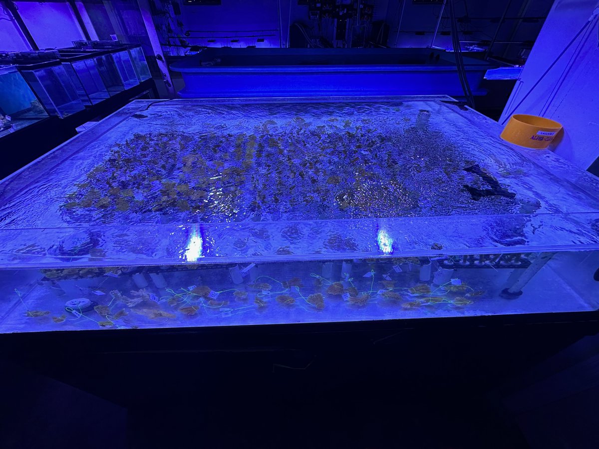 coralcrf's tweet photo. We got a lovely update over the weekend - our rescued corals are safe and healthy at the Reef Institute in West Palm. We are so grateful for our amazing partners in this effort. https://t.co/T7PfJp3YhM