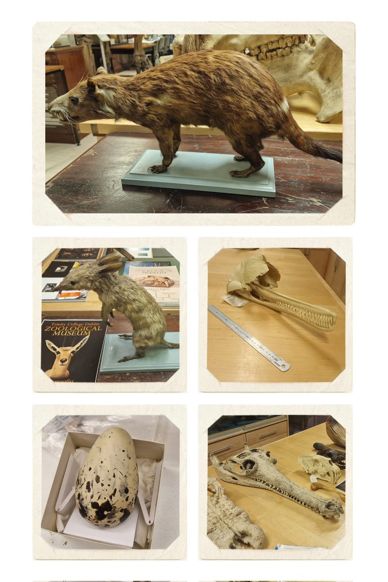 The Zoology Museum will close at 16:00 on the 25th of August. 😭 But we still have time for another competition! 😍 Correctly identify these specimens and you could win one of 2(!) free family passes to the museum. 🎉 Best of luck! #tcdzoologicalmuseum #museumdublin