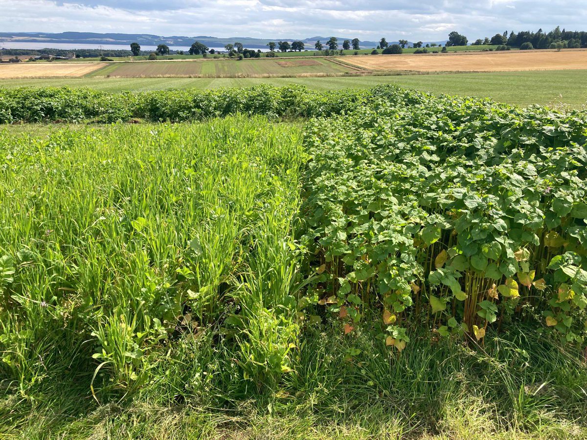 Kings (@kingscrops) on Twitter photo With only a few days until #PotatoesInPractice the team have been checking in on the demonstration plots - all looking good! ๐ฑ 
Join us on 10 August to tour the specialist mixes & discover the benefits they bring, including boosting soil health & biofumigation to reduce PCN ๐ฅ With only a few days until #PotatoesInPractice the team have been checking in on the demonstration plots - all looking good! ๐ฑ 
Join us on 10 August to tour the specialist mixes & discover the benefits they bring, including boosting soil health & biofumigation to reduce PCN ๐ฅ