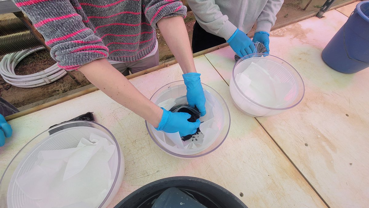 LesSchumacher's tweet photo. Simple equipment like a salad spinner and tissues can extract nematodes 🪱 from #compost or #soil. This modified Baermann #method has been used by #nematologists for decades.
@activeplantnema
@SON_nemaweb https://t.co/DKKze5AOdQ
