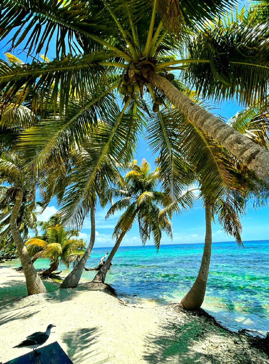 LUMediaTravel's tweet photo. Laughing Bird Caye National Park 🙌🐦
#StannCreekDistrict #Belize 🇧🇿 🏝️
#belizeplaces #travelbelize #Belizeplease #Caribbean #BelizeTravel #gobelize #AmbergrisCaye #unbelizeable #BelizeIt #betterBelizeit https://t.co/ZXrL0l9lzw