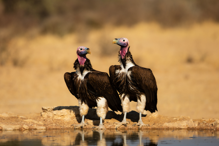 In den Weiten der Nationalparks Afrikas haben viele Tierarten ihr zu Hause. Ein paar dieser Tiere konnte Kevin Winterhoff fotografisch einfangen. In seinem Beitrag schildert er auch vier Szenarien, in denen Tiersichtungen möglich sind.

blog.sigma-foto.de/2023/08/africa…