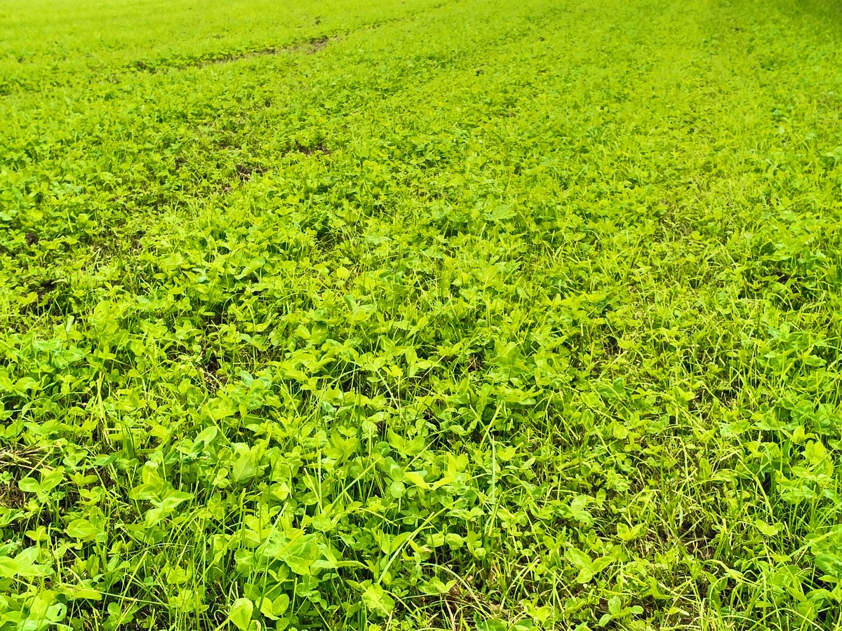NiallRyan3's tweet photo. Oh the purple and gold!! My county colours, margin around red clover silage field @BioDataCentre https://t.co/dTZF4kpxaP