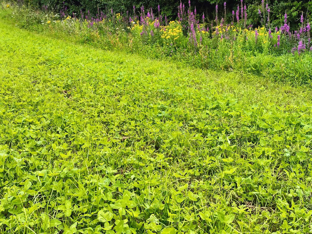 NiallRyan3's tweet photo. Oh the purple and gold!! My county colours, margin around red clover silage field @BioDataCentre https://t.co/dTZF4kpxaP