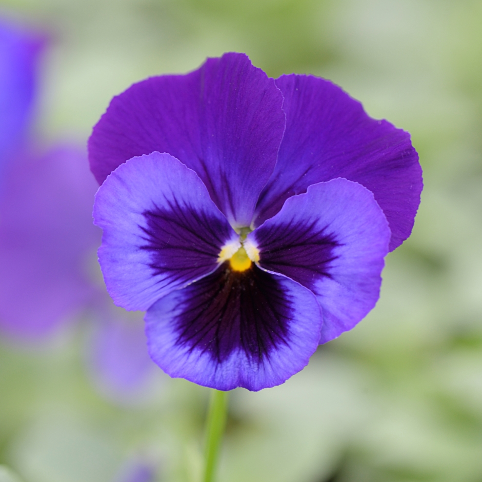 GC_Association's tweet photo. Here are some things looking good at some of our members’ #gardencentres nationwide at the moment. #plants #expertadvice #professionalstaff #trainedstaff https://t.co/gK7AHnCnU5