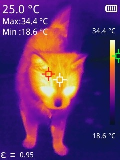 PaulCol28375779's tweet photo. Fun with thermal imaging camera. Pointed it at Theora, because why not? 🙂 https://t.co/duZcpSwJYP