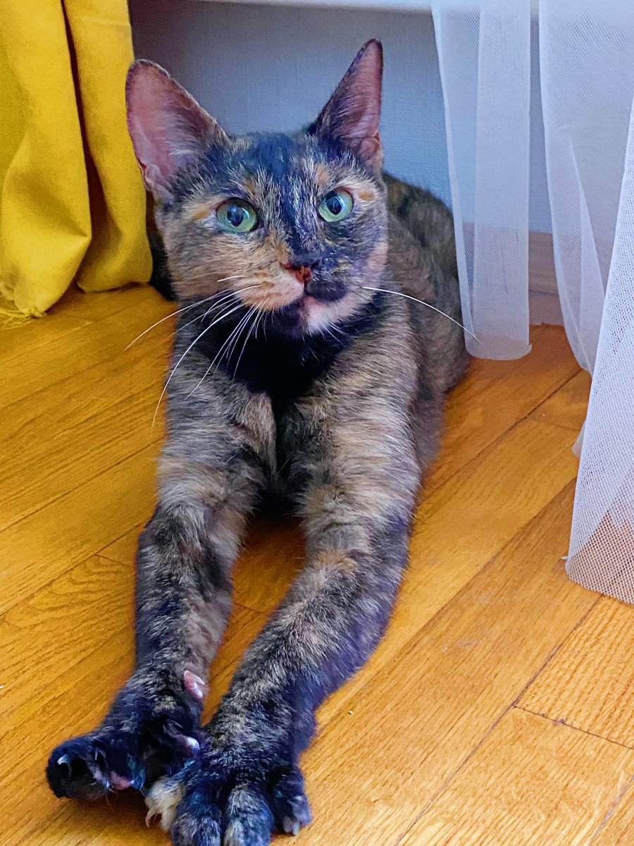 Москва, МО и даже обсуждаемая доставка!

Я снова подъезжаю к вам с кошкой Бмвэшкой 😍 Здоровая, ласковая, стерилизованная, не хватает только дома! 

Сейчас я про нее расскажу очень подробно, а вы пока подарите ей шанс — сделайте ретвит ❤️‍🩹