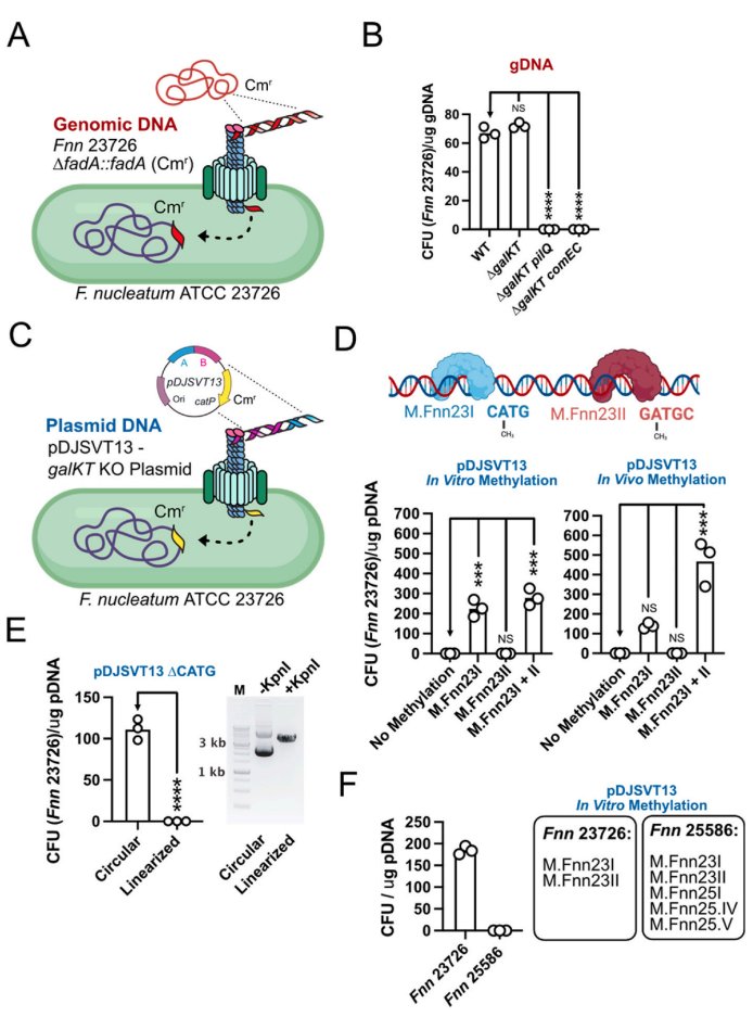Daniel J. Slade (@thesladelab) on Twitter photo Happy to share our latest work: Fusobacterium are naturally competent through Type IV pili. Great, concise study led by <a href="/blake_e_sanders/">Blake Sanders</a> and others not on twitter. We discovered it, now you go figure out what to do with it. sciencedirect.com/science/articl… Happy to share our latest work: Fusobacterium are naturally competent through Type IV pili. Great, concise study led by <a href="/blake_e_sanders/">Blake Sanders</a> and others not on twitter. We discovered it, now you go figure out what to do with it. sciencedirect.com/science/articl…