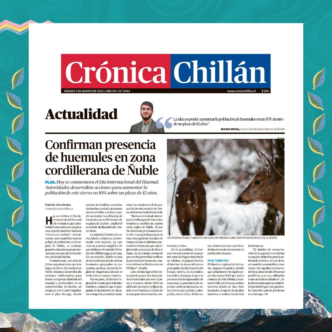 mmanuble's tweet photo. Destacamos las notas del diario @ladiscusioncl y @cronicachillan_, quienes conmemoraron el #DíaInternacionalDelHuemul el pasado sábado 05 de agosto, donde valoramos los esfuerzos para llevar a cabo un trabajo colaborativo entre distintos organismos.🦌

🗞️👉https://t.co/ZSCjg6WDkZ https://t.co/rgmRxznihI