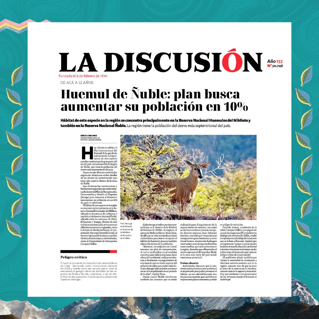 mmanuble's tweet photo. Destacamos las notas del diario @ladiscusioncl y @cronicachillan_, quienes conmemoraron el #DíaInternacionalDelHuemul el pasado sábado 05 de agosto, donde valoramos los esfuerzos para llevar a cabo un trabajo colaborativo entre distintos organismos.🦌

🗞️👉https://t.co/ZSCjg6WDkZ https://t.co/rgmRxznihI