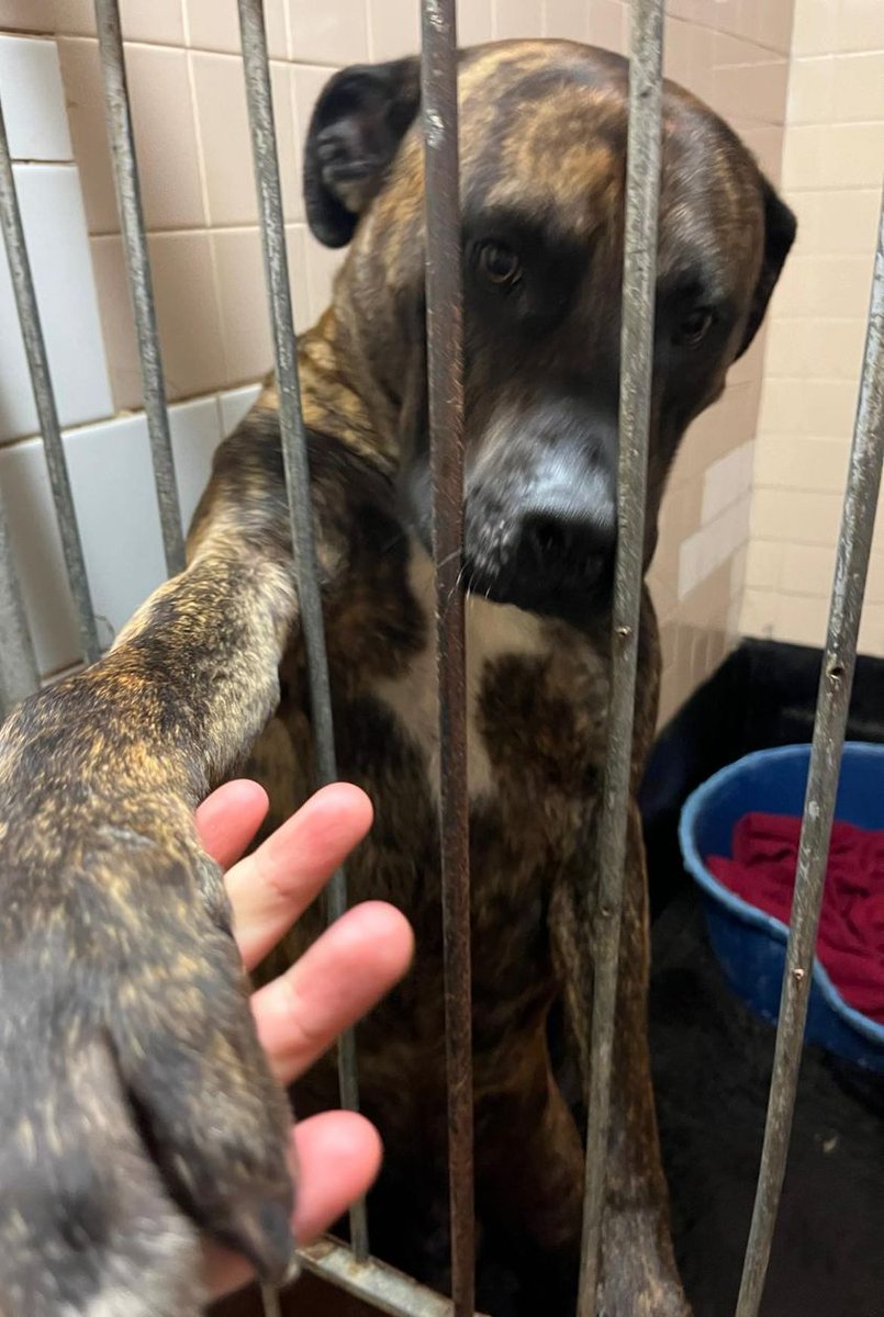 AdoptionsUk's tweet photo. Please retweet, I would like to ask @RishiSunak to stop council pounds putting dogs to sleep in the UK.

If you have experience of setting up a petition could you DM me please or just share this to reach someone that can help.

@rickygervais @JaneFallon @GMB @BBCNews #dogs https://t.co/o6Mv4zVuay