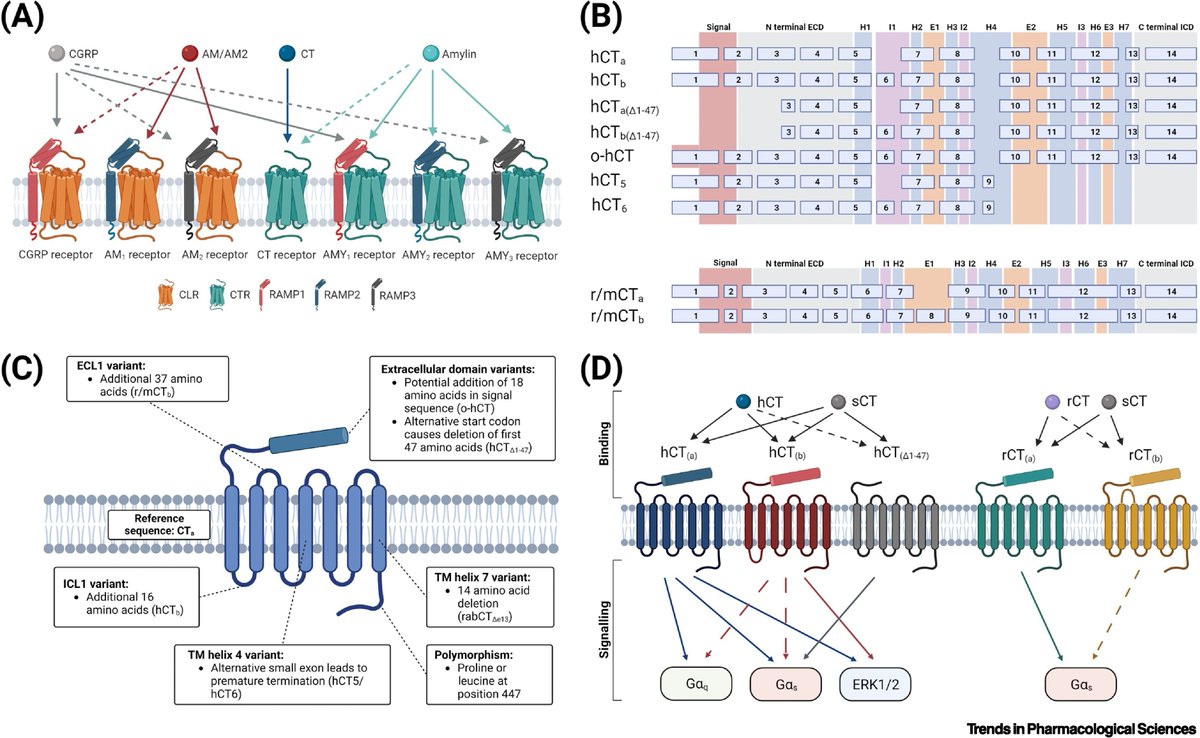 Studies support the role of #CGRP in #migraine, but its signaling pathway is complex & current tx target only one receptor whereas multiple receptors can be activated Here we shine a spotlight on the CT receptor splice variants & the implications for drug design @TrendsinPharma