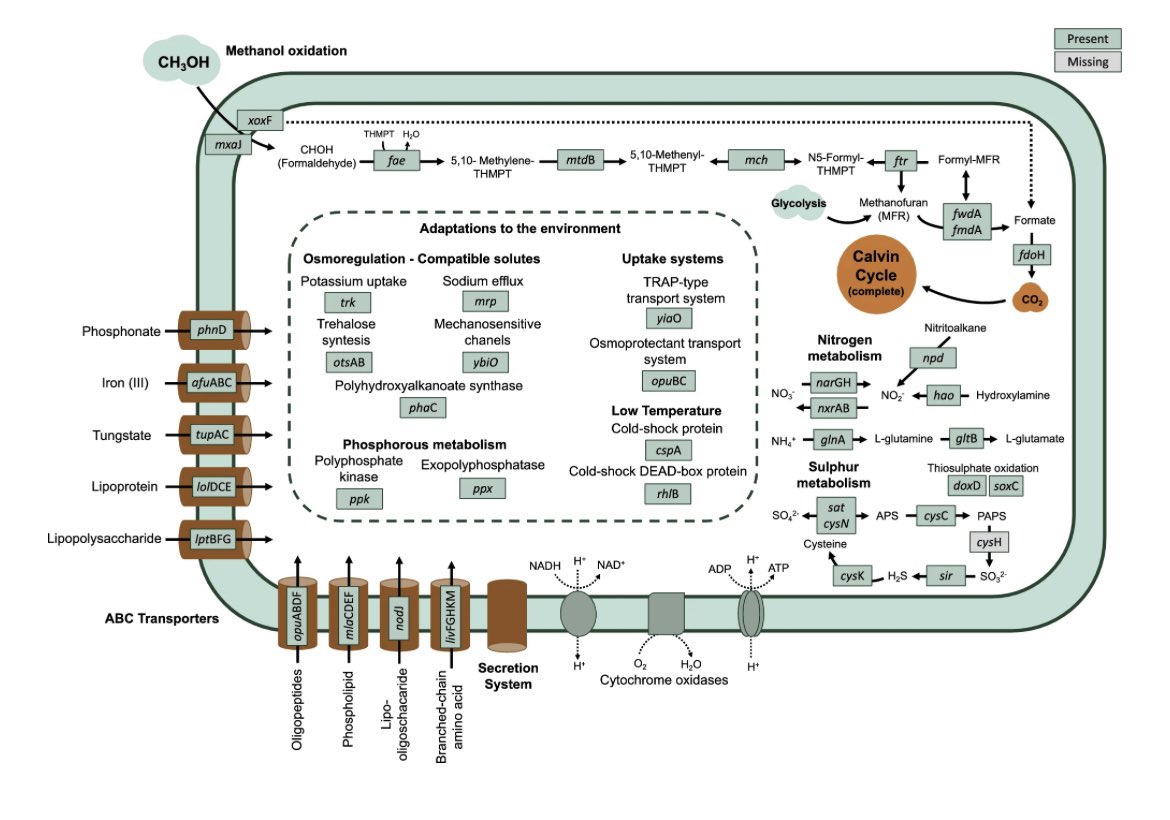 fpaula10's tweet photo. Happy to see this study out: Assessment of prokaryotic communities in Southwestern Atlantic deep-sea sediments reveals prevalent methanol-oxidising Methylomirabilales

https://t.co/0EufLhGJ58 https://t.co/N7psKiVRiu