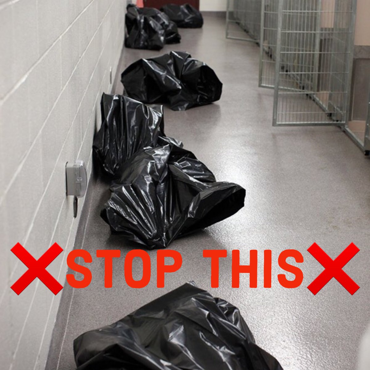 RoCoGB's tweet photo. 🆘Love Dogs?
Help⛔️EUTHANASIA or
13 pups DIE 8/10
Plz Pledge Rescue
Click ID’s👇to view
Milly #A356055
Brittany #A356236
Duncan #A357762
Connor #A357036
Yoda #A357922
Thomas #A357868
Mike #A357084
Hershey #A356390
Molly #A357284
Dallas #A357033
Jack #A357448
Kano #A357449
Duke #A357450
CorpusChristi ACS TX