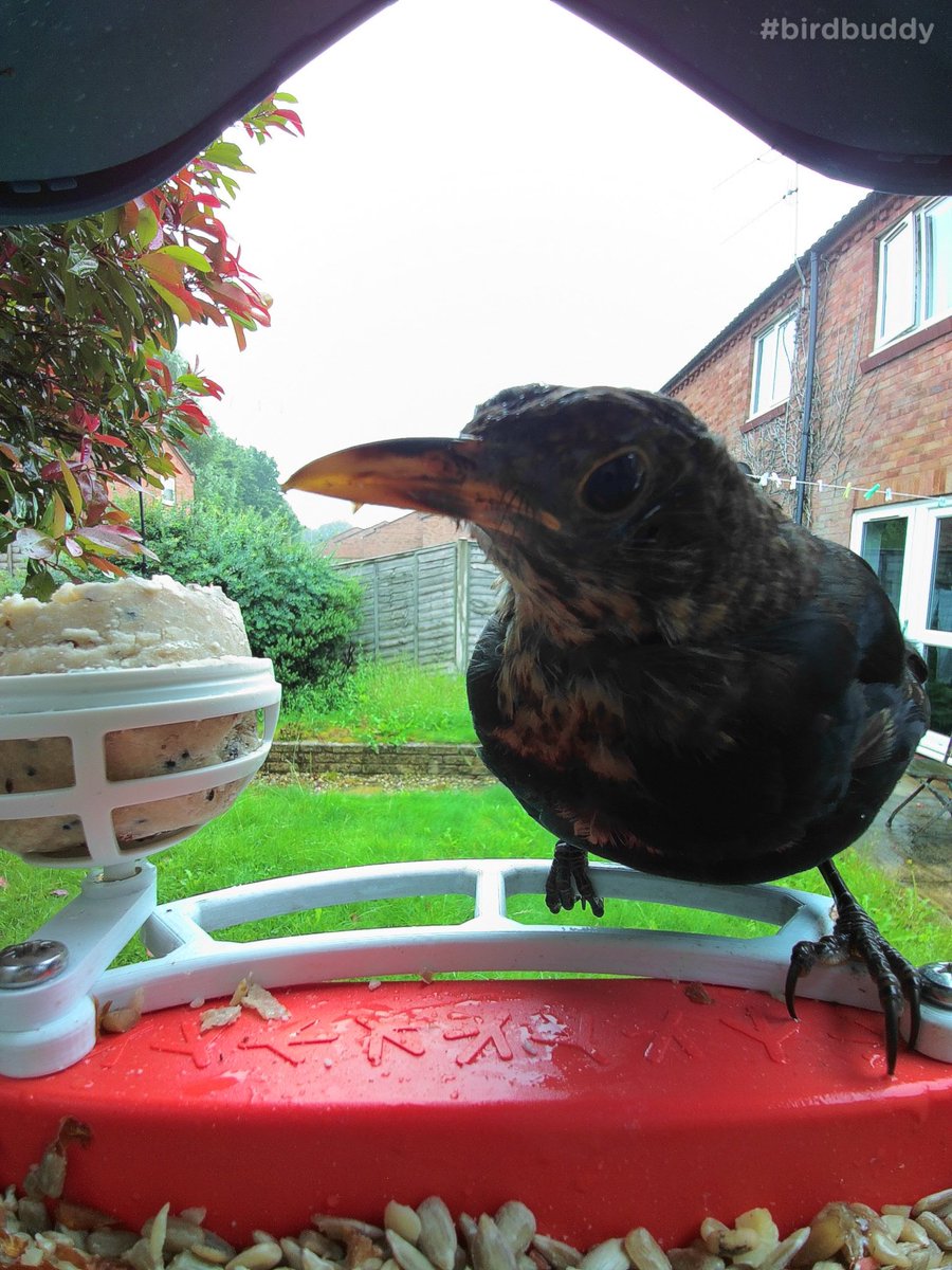 annekaka's tweet photo. All the birds in my garden are still going wild for the @HedgeBuddies food I bought…great quality and value, only problem is that they love it so much, they get through it quickly! 😂 Pics via @mybirdbuddy 🐦 https://t.co/D0Xxj3D1UW