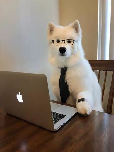 coffeewithdog's tweet photo. Hhh, dog is besnis man💰
#DogLoverGift #DogMom #Pet #DogCollar #DogLover #PetAccessories #DogTag #PersonalizedDogTag #DogIdTag #DogHairBows https://t.co/ECdzdRESyX