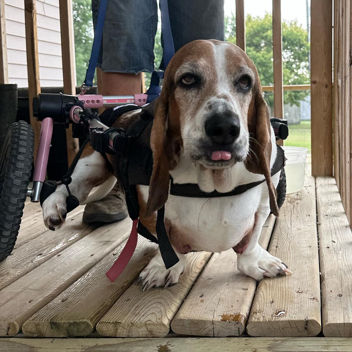 Walkin' Pets tweet media