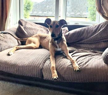 #Lurcher male, BAM #STOLEN FROM SECURE KENNELS 
Taken from #Hennock, #Devon, TQ13 area, South West on Saturday, 5th August 2023
Contact: <a href="/DC_Police/">Devon & Cornwall Police</a> on 101 
Doglost website: doglost.co.uk/dog-blog.php?d…

#PetTheftReform #MakeChipsCount 

#PetTheft #Petition petition.parliament.uk/petitions/6401…