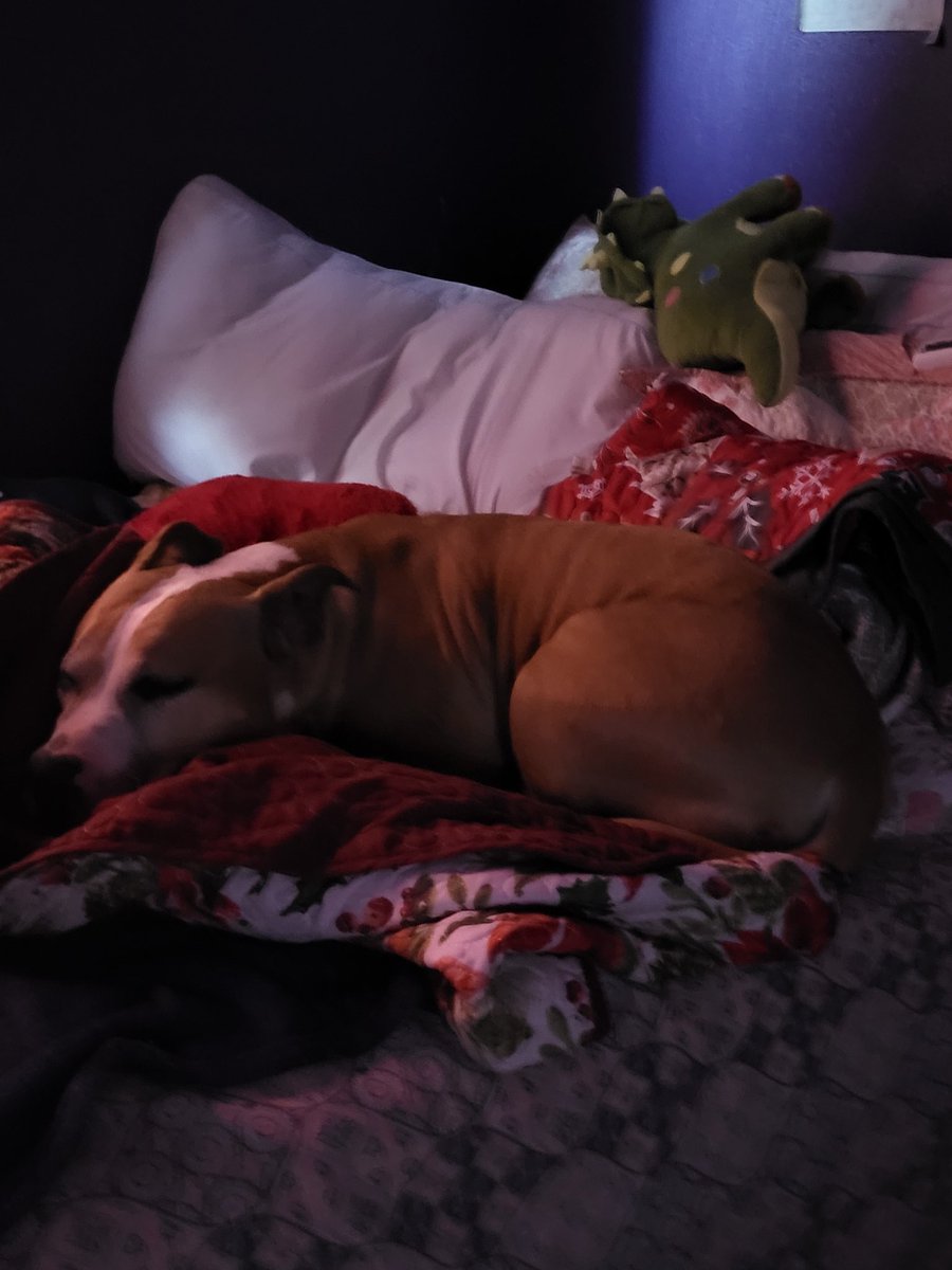 I'm slowly recovering, sorry for worrying y'all like that, I am alive. (Not home yet)

Have another photo of dogo before I wasn't dying.