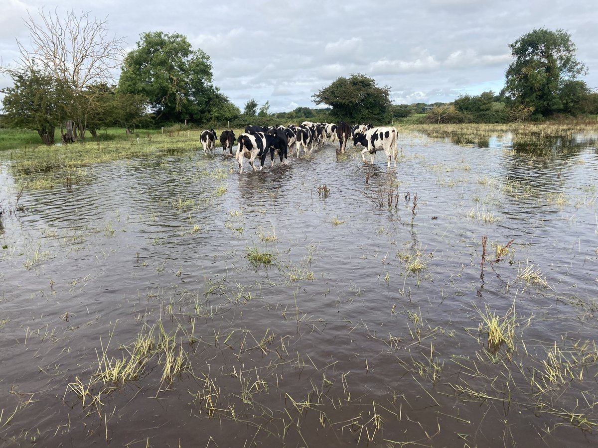 Had to house so stock this morning <a href="/JerryMoloney1/">Jerry Moloney</a> <a href="/CiaranOShea11/">Ciaran O'Shea 🐄🐄</a>