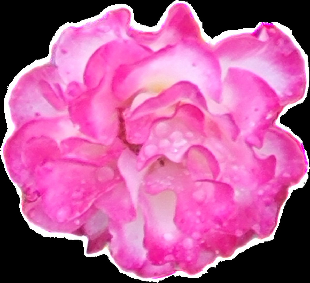 I am starting a personal NFT collection. Flowers by Jim. Each NFT will be a 1 of 1 of a flower i actually grow and photograph. 
Many will be gifts, some will be for sale no promises of anything but beauty and joy.