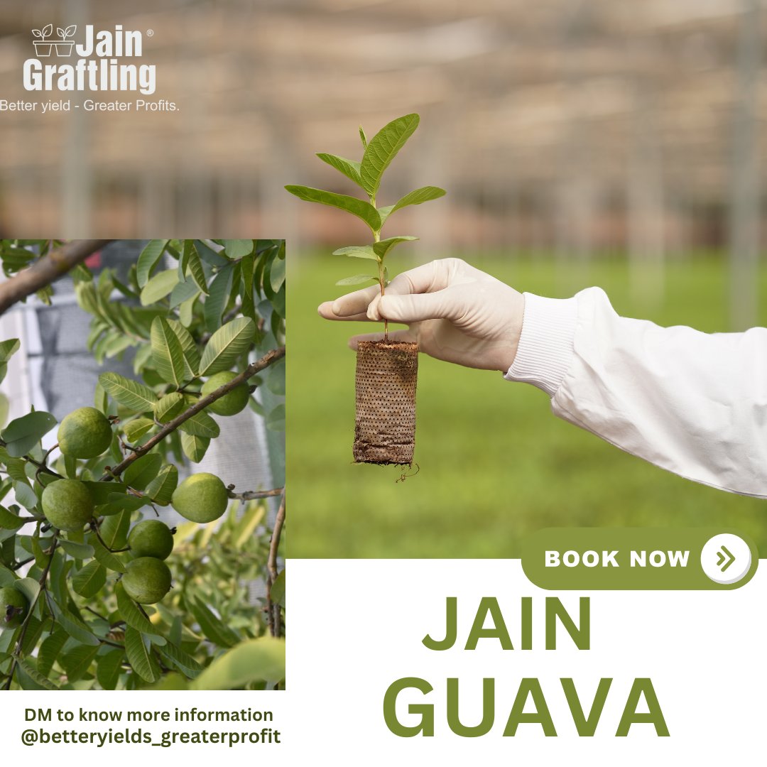 JainTissueCrops's tweet image. 🌱 Taste the purity and experience the freshness of Jain Guava, a product of Jain Hi-Tech Plant Factory&apos;s dedication to excellence!
🍉🌿 #JainGuava #FreshnessUnleashed #ExcellencePersonified #jainhitechplantfactory #jaintissueculture
