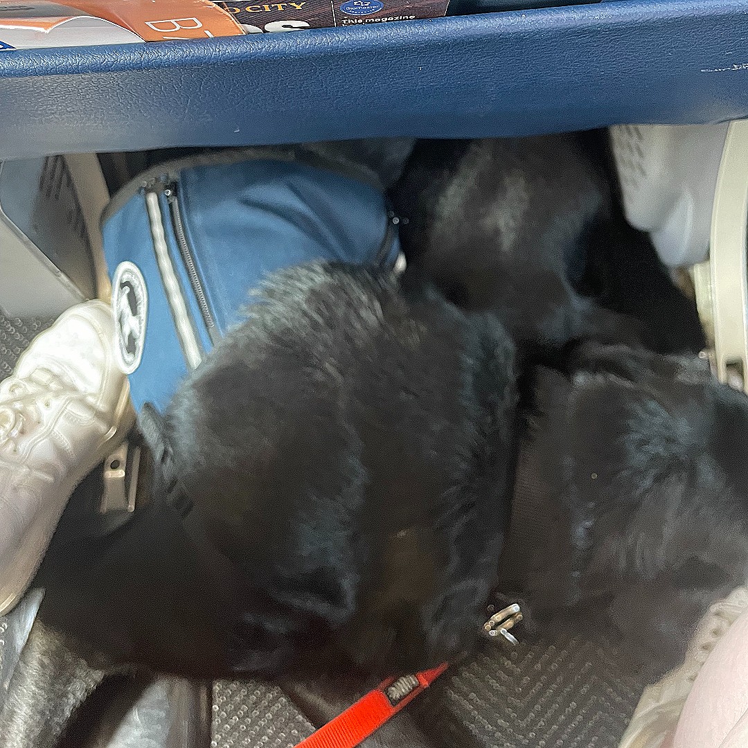 dogsbetterlives's tweet photo. The journey to bring #AssistanceDogs in Training 🐾 Oak and 🐾 Leaf to DBL's West Campus was an ultimate success! 🛫

These two champs did great on their big travel day. Their future careers are about to take flight!  ✈️🐶❤️ https://t.co/lyUCih7vNh