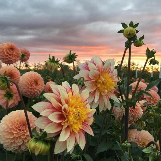 artindetails's tweet photo. flowers make world much more beautiful https://t.co/25BMsFz6to