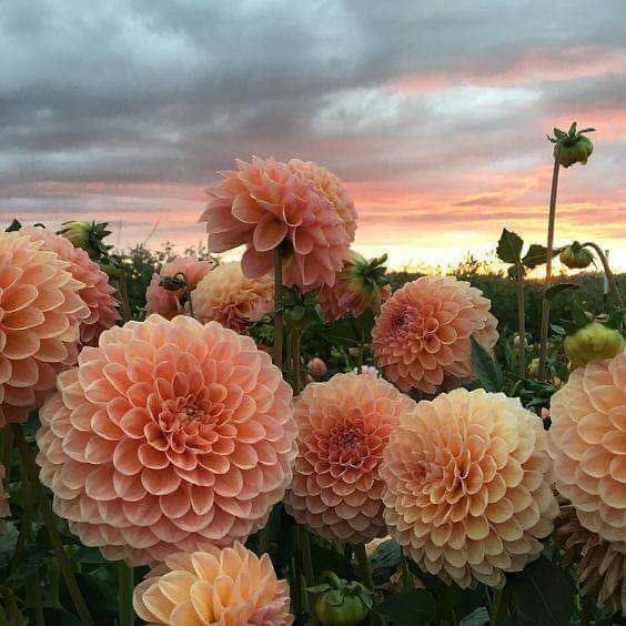 flowers make world much more beautiful