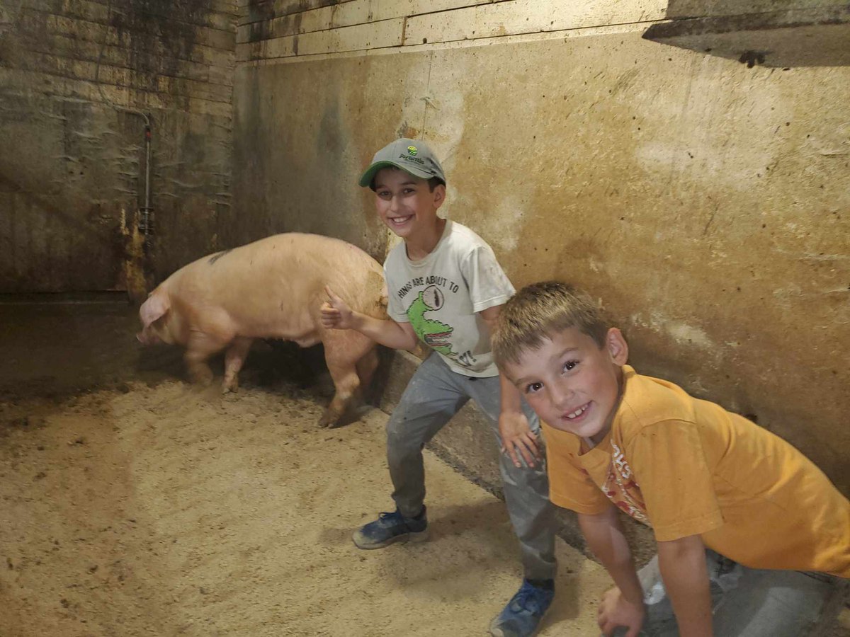 Dernier cochon de notre carrière d'agriculteur