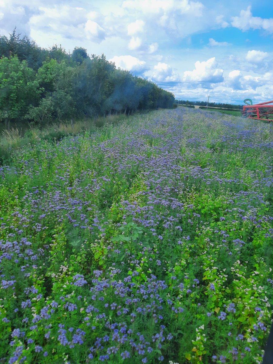 AlanMstev66's tweet photo. #Beemixture a Buzz off activity๐๐ @pitmilly top endrig off seed potatoes #MarisPiper https://t.co/9jKhwbkZJj