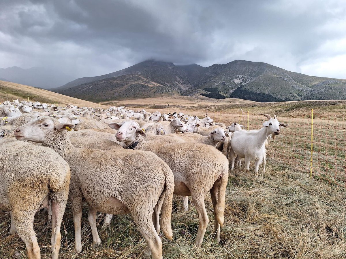 #CampoImperatore  giornata della pastorizia 2023  #Abruzzo
