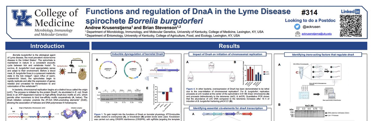 ackrusen's tweet photo. Excited for a week-long opportunity to share my work and learn! #spirochetes #Borrelia #Phages2023 https://t.co/OyKAHjl4UT