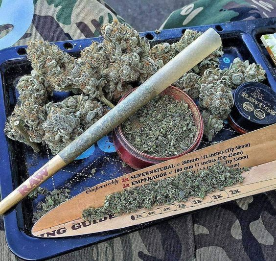 SPACECANNABIS's tweet photo. queria começar o dia assim https://t.co/qdHdMalQJG