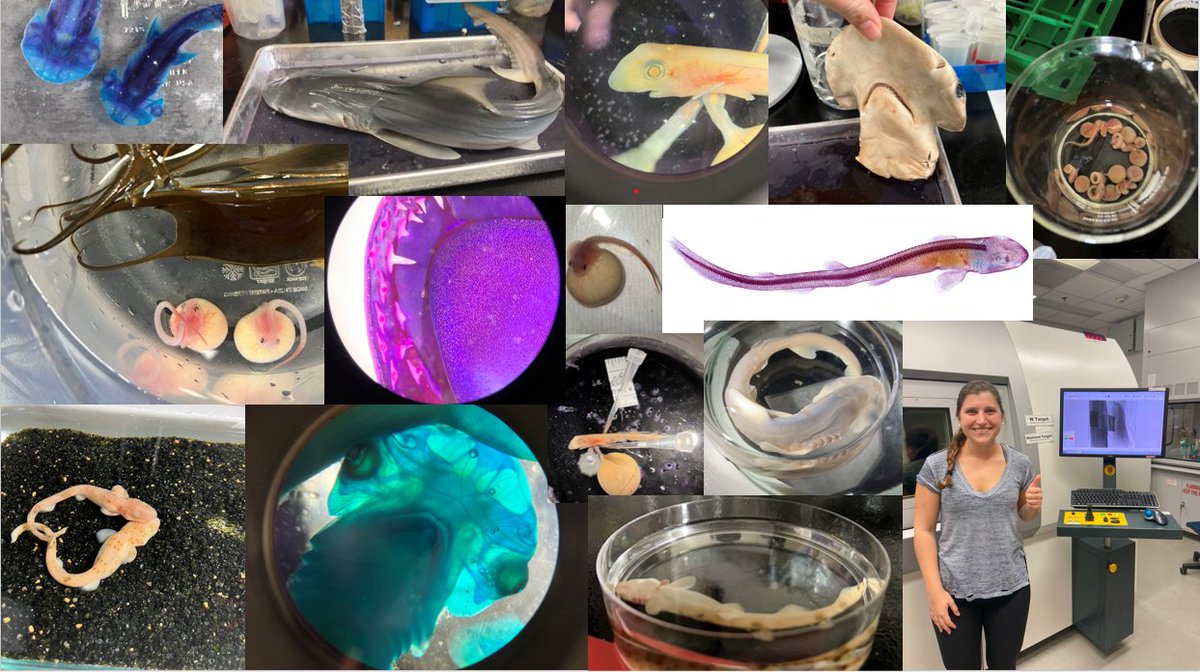 garethjfraser's tweet photo. It's a wrap! Our Accessible #Shark Summer 2023 @NSF #REU program has come to an end. Gianna @gigimitchell28 was an incredible part of the team and we were lucky to have her working on diversity of shark denticles in several species! Here's a snapshot of her time in the lab!🦈🦷🎉 https://t.co/IeTaG4uhng