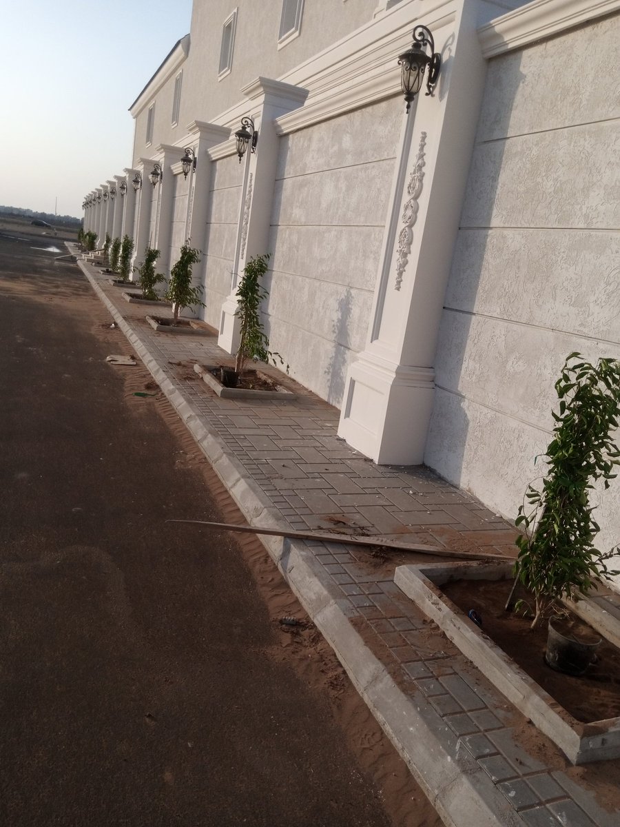 ردم الاحواض وزراعة اشجار فيكس بنجامين