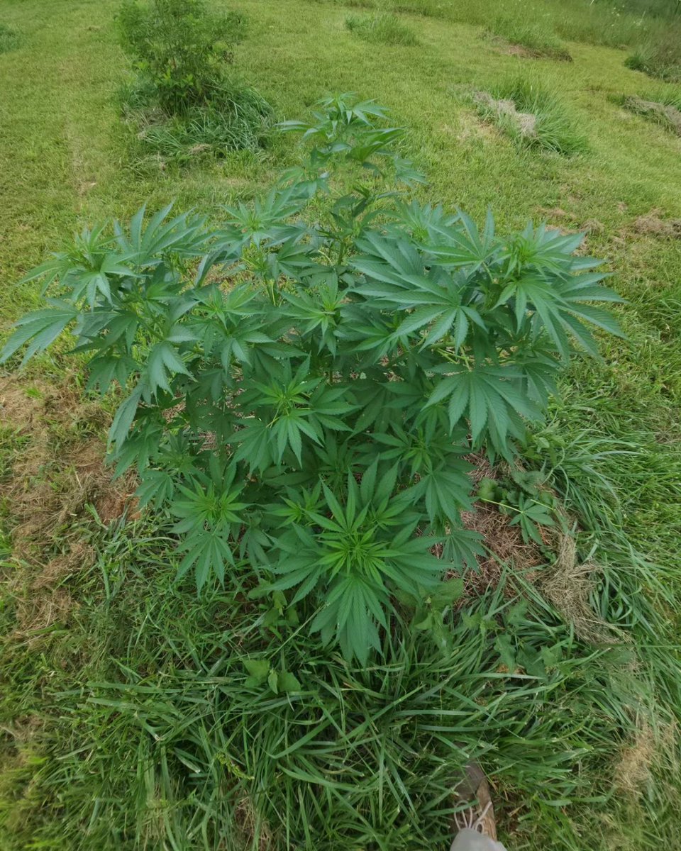 anthonyfebus1's tweet image. 🌱#PurpleLemons 
🧬@flowgardens420_2.0
🌞 sungrown Outdoors
🍄🦠🍅🥔🥕🍓🍈🥬🥒🫑🦠🍄
Native living soil 🦠#Recharge #em1 #bokashiearthworks #okcalyxxstyle #LABs #familyfarm #regenerativefarming  #notill #gardens #workhard  #flowers  #soil #soilfoodweb #veggies #Hemp #CBD #THC