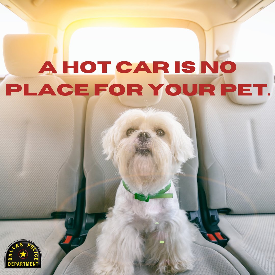 🔥 📷 NEVER leave your fur babies in a hot car! 📷📷#HotCarSafety 🐱
