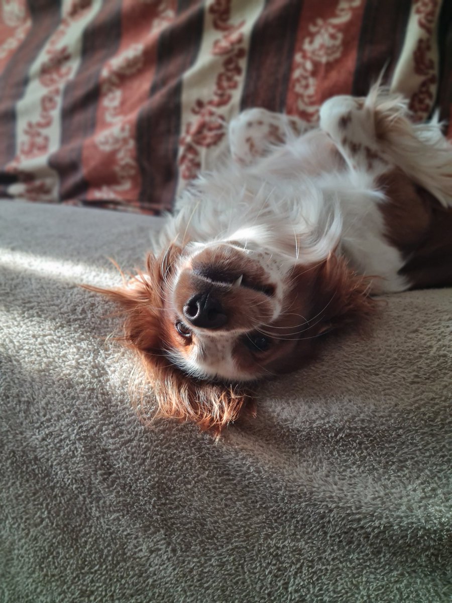 Oliver & Paddy tweet media