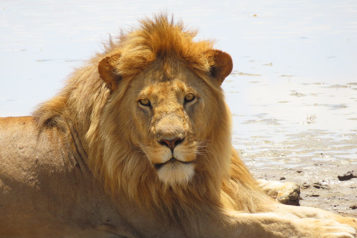 Imagine coming face to face with the king of the savannah in his natural habitat 👑

#TanzaniaWildlife #LionsOfTanzania #SafariAdventure #ExploreAfrica #ecotours #ecotourism #GondwanaEcotours #tanzania #traveltanzania #safari